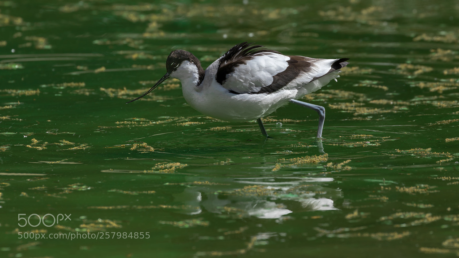 Canon EOS 5D Mark IV sample photo. Green water photography