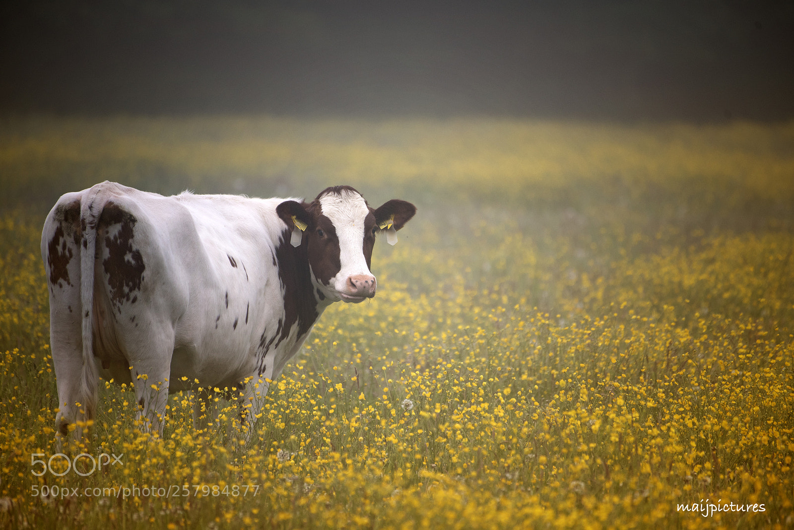 Nikon D750 sample photo. Cow photography