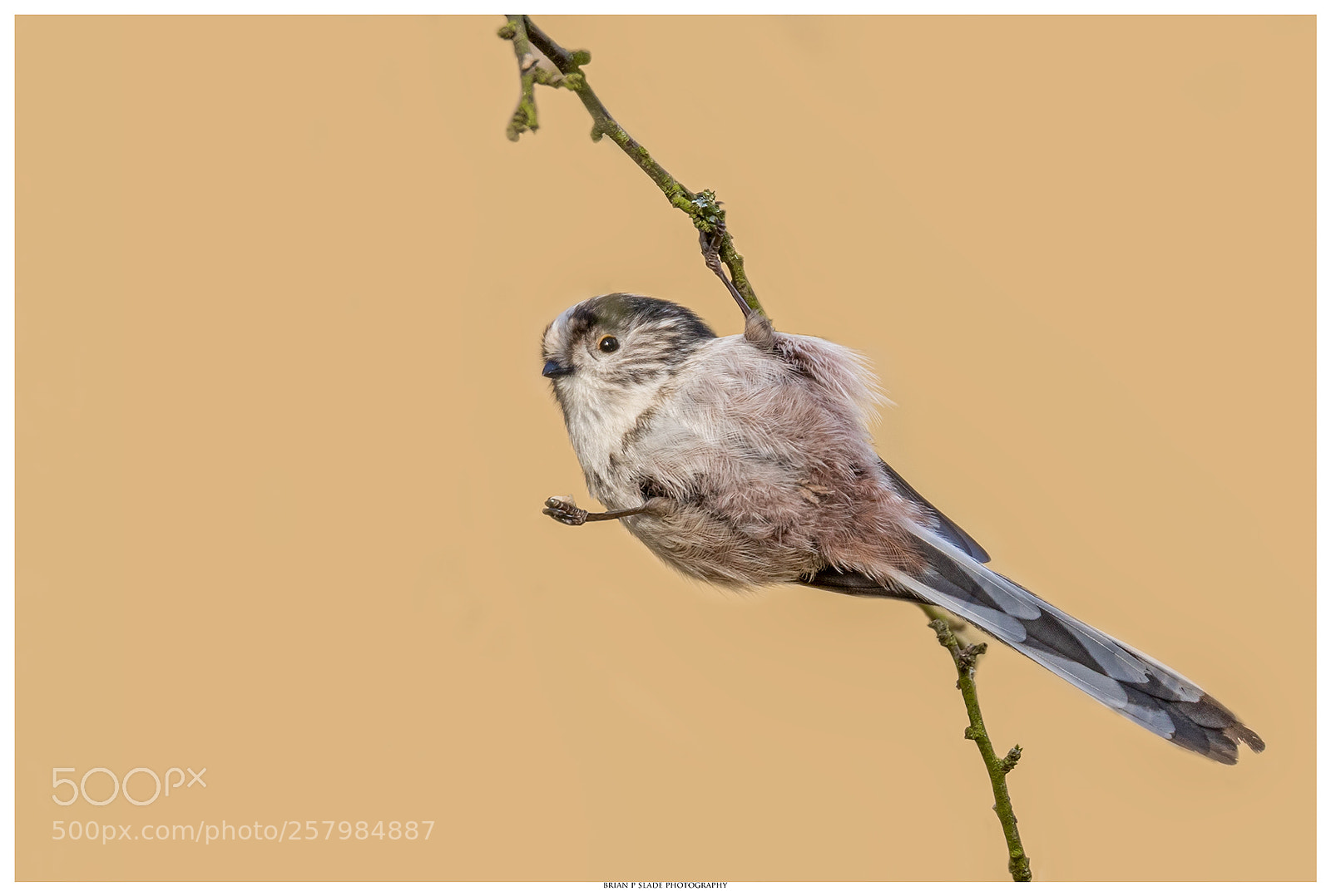 Canon EOS 5D Mark IV sample photo. 'hanging around' photography