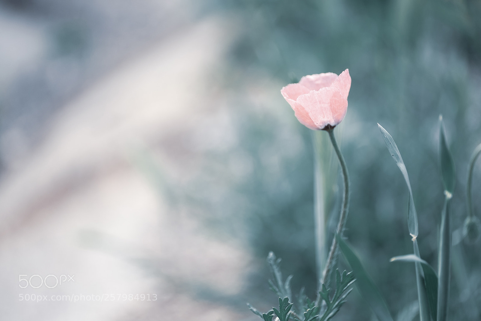 Fujifilm X-T1 sample photo. Dsf photography