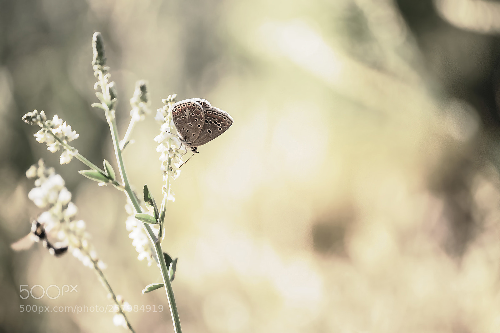 Fujifilm X-T1 sample photo. Dsf photography