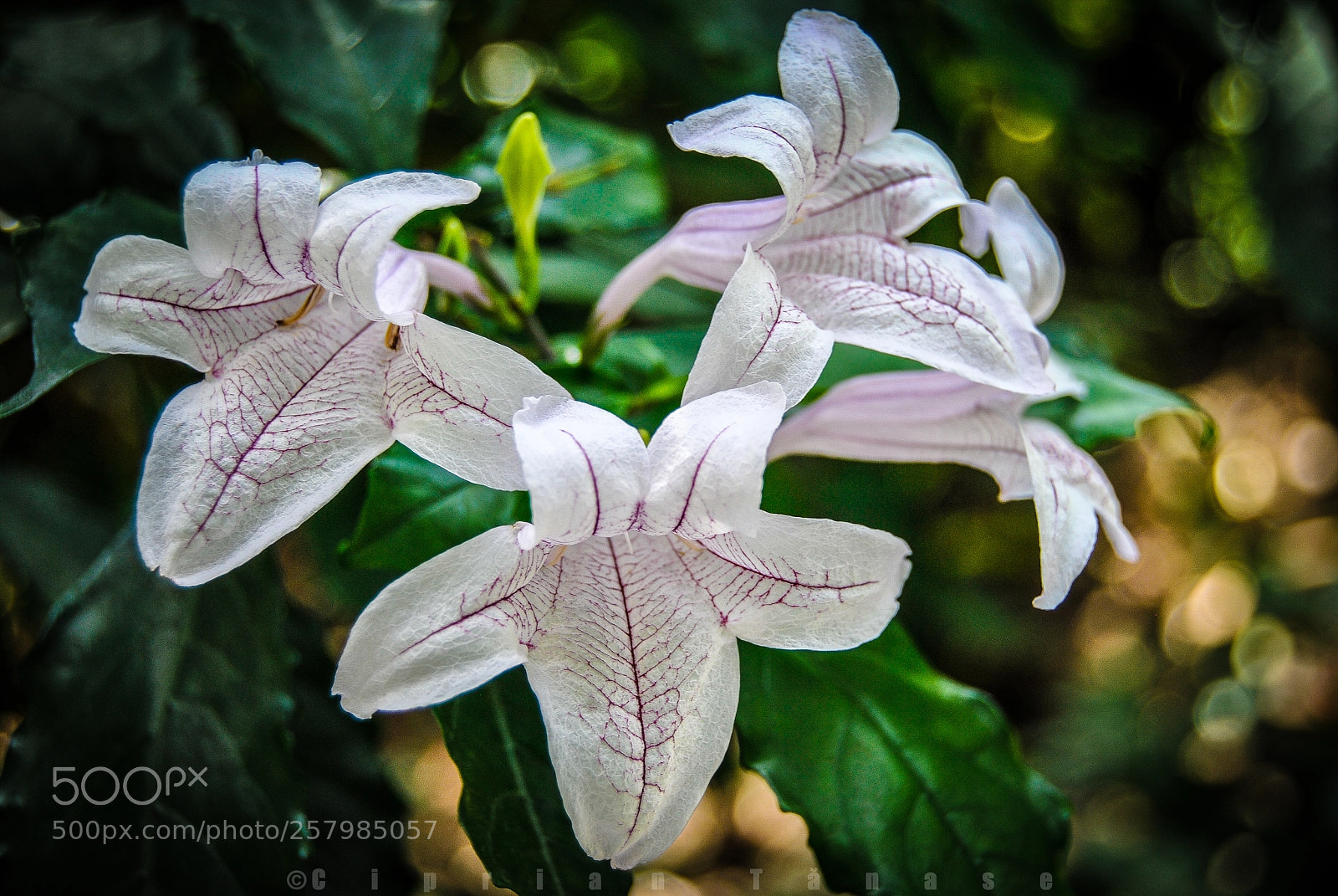 Nikon D3000 sample photo. White photography