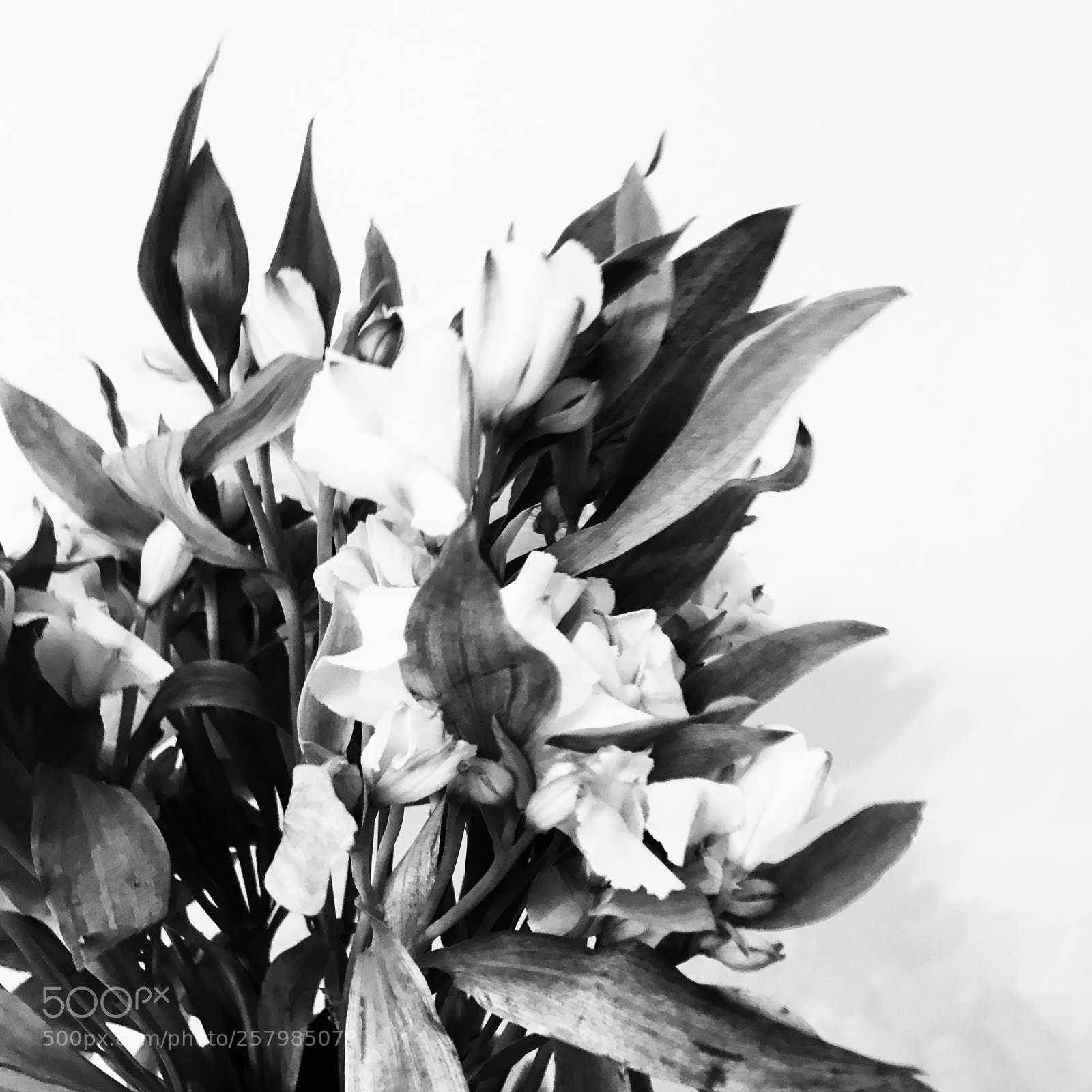 Apple iPhone 7 sample photo. Flwrs photography