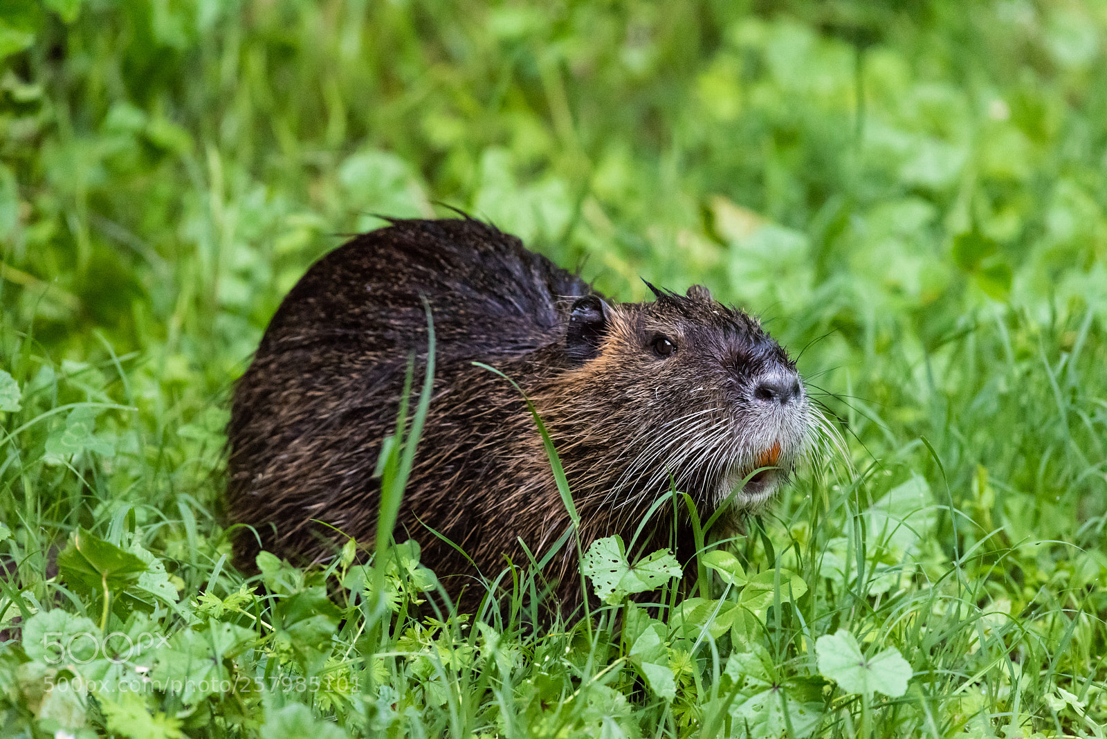 Nikon D810 sample photo. Coypu portrait photography