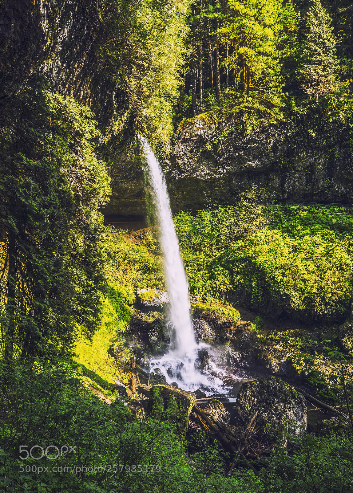 Sony a7 II sample photo. Running through forest photography