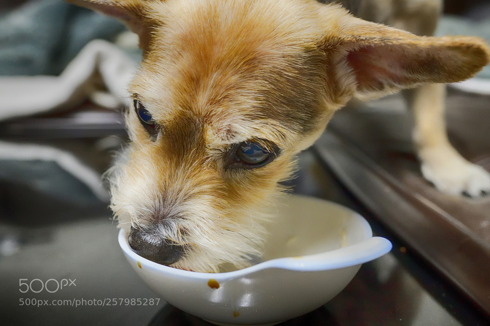 Nikon D850 sample photo. 850_0078_00001.jpg photography