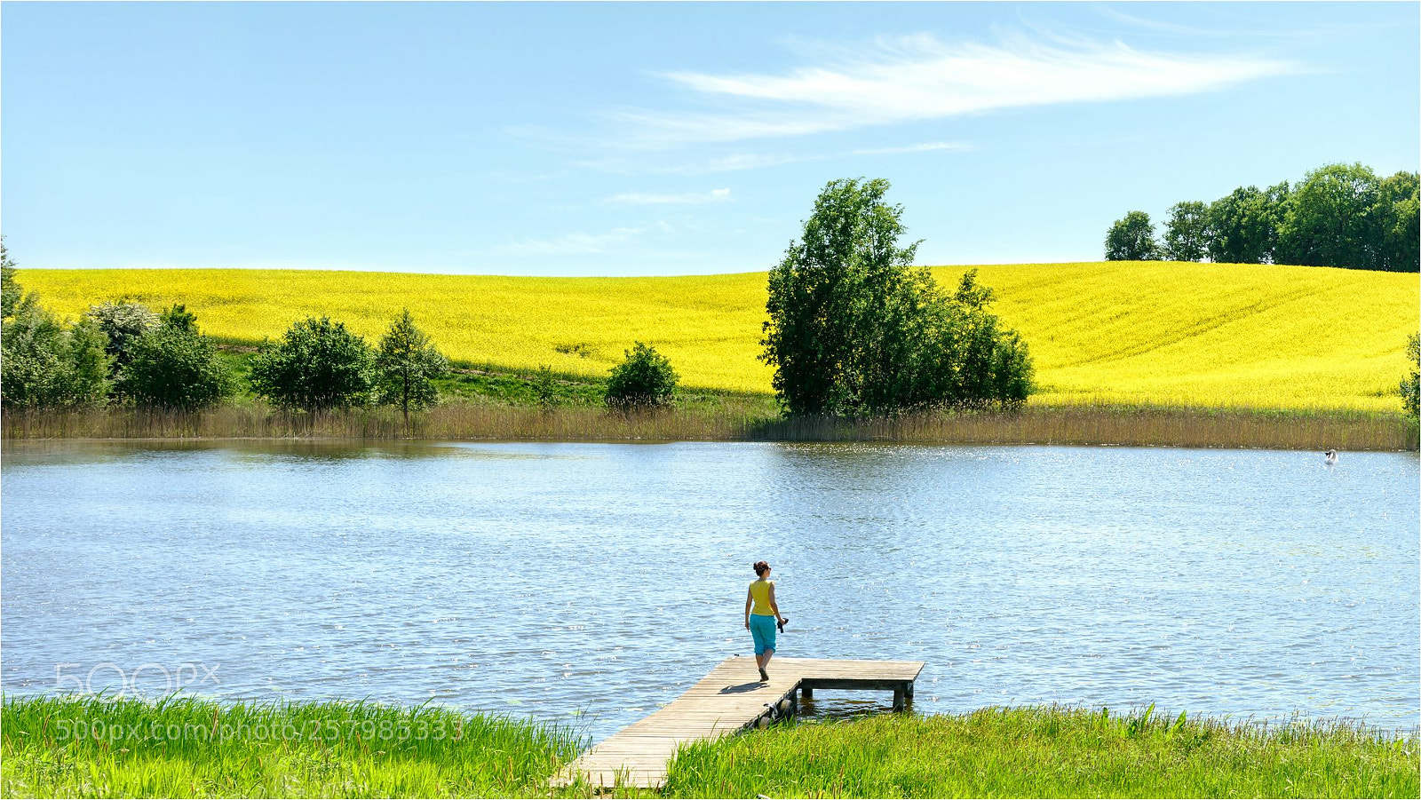 Nikon D800 sample photo. Rapeseed blooms photography