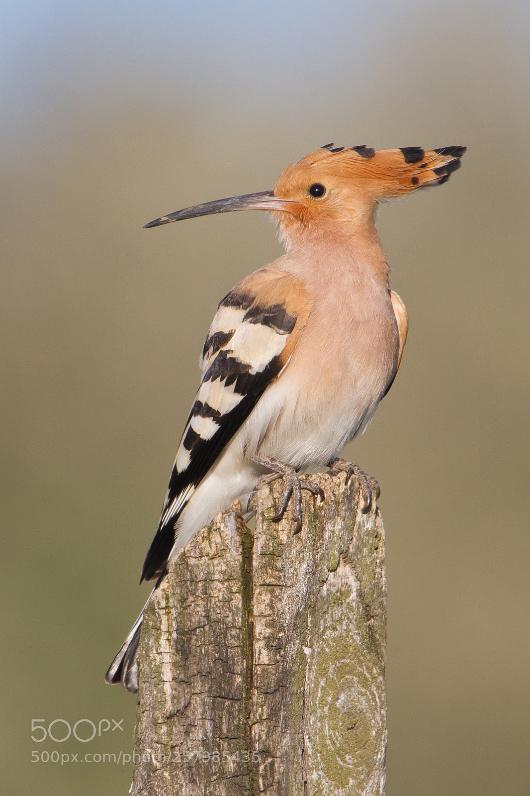 Canon EOS 7D sample photo. Upupa epops , hoopoe photography
