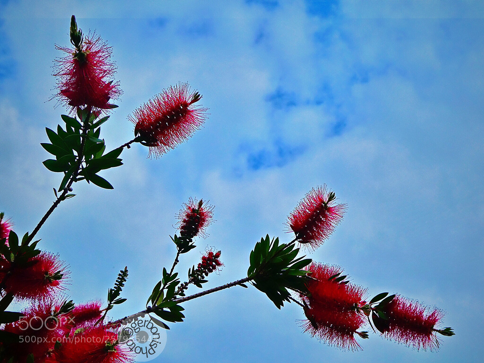 Panasonic Lumix DC-ZS70 (Lumix DC-TZ90) sample photo. Callistemon ( toothbrush or bottlebrush ) photography