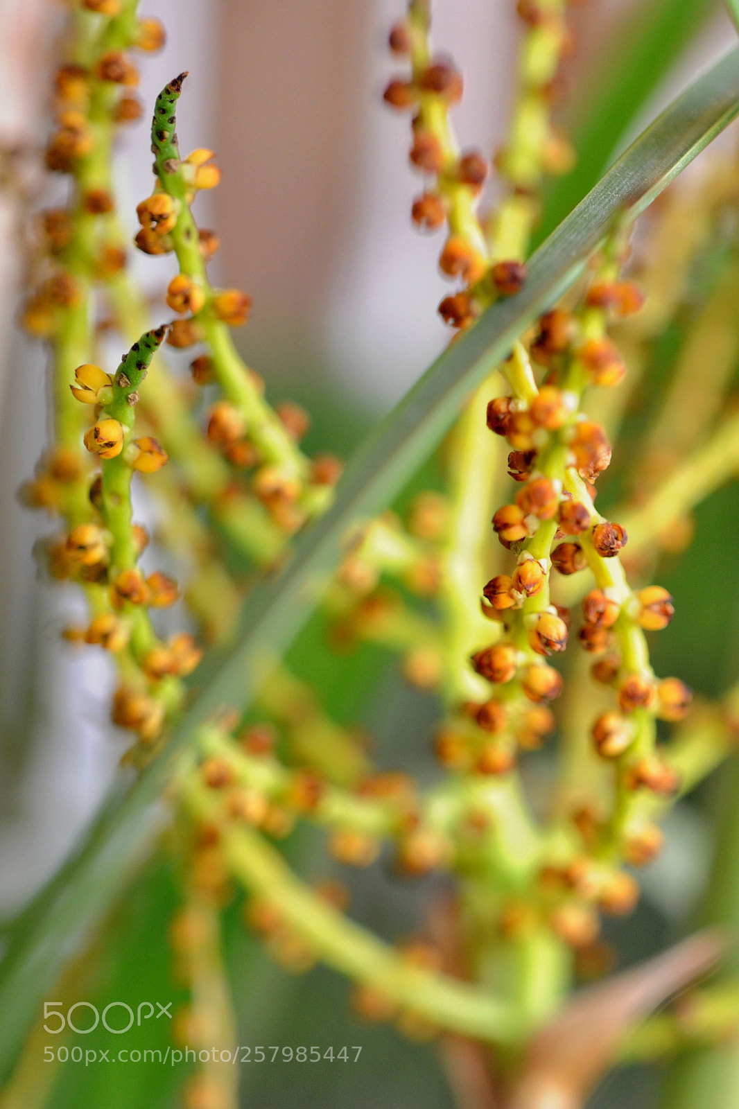 Nikon D700 sample photo. Cane palm fruit photography