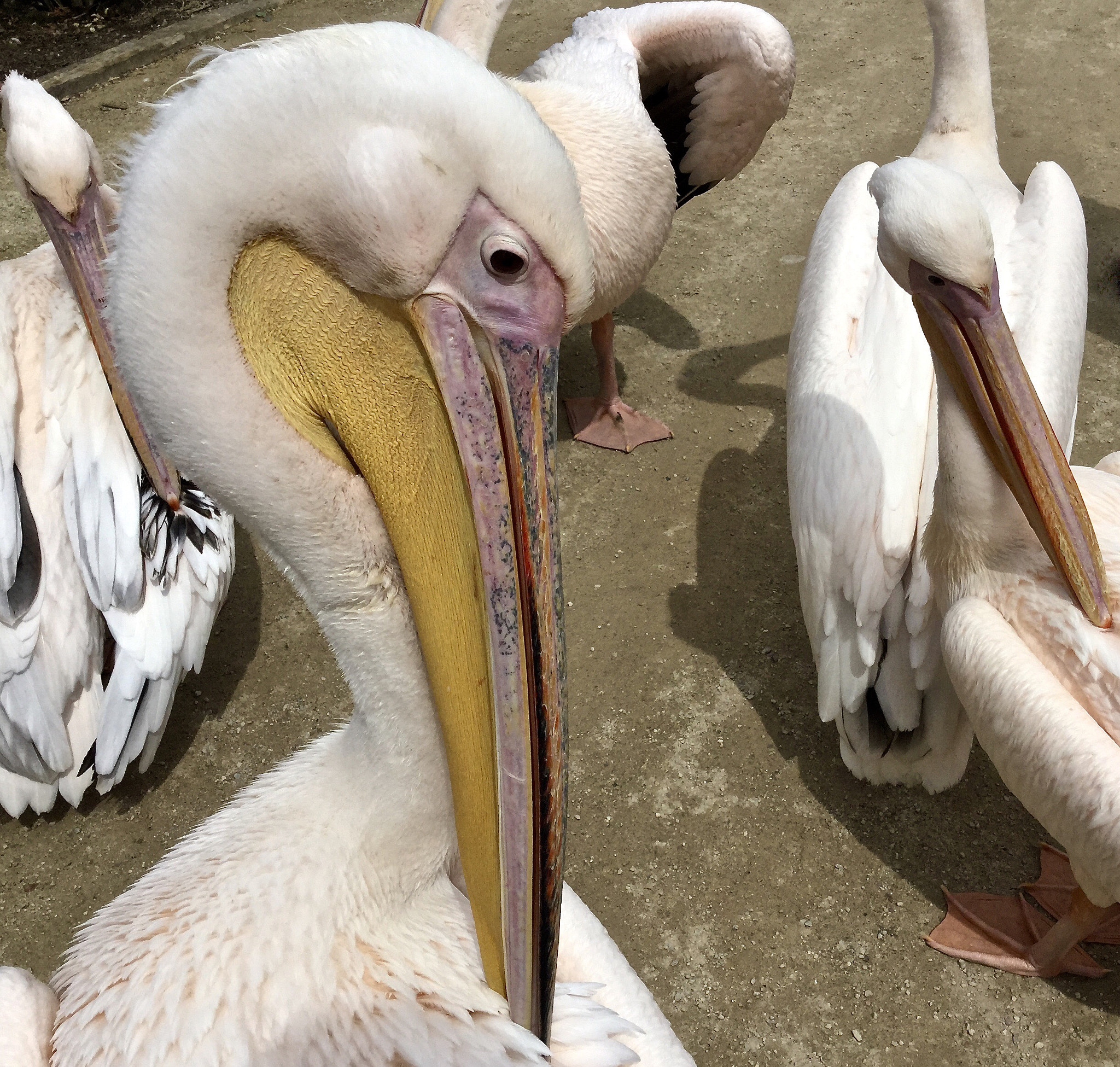 Apple iPad Air 2 sample photo. Pelican brief  photography