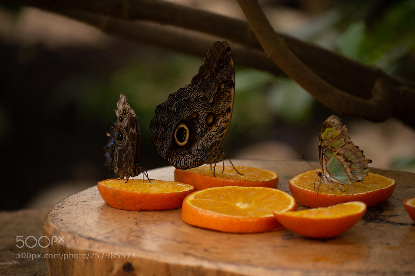 Nikon D3200 sample photo. Il y avait trois photography