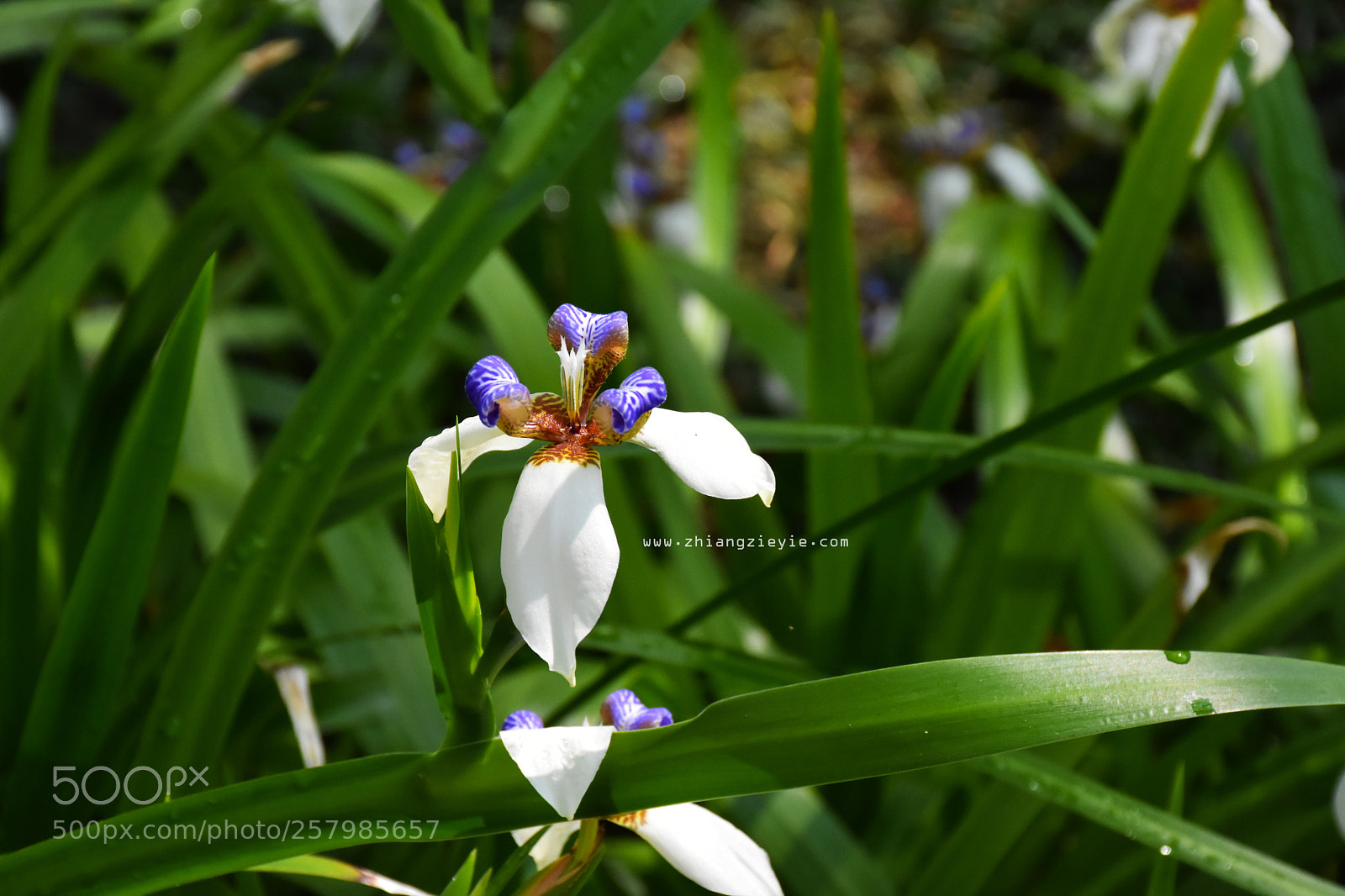 Nikon D7200 sample photo. Flower photography