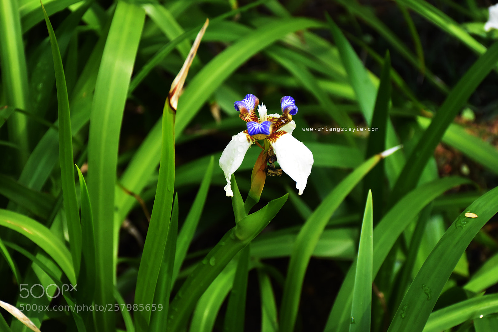 Nikon D7200 sample photo. Flower photography