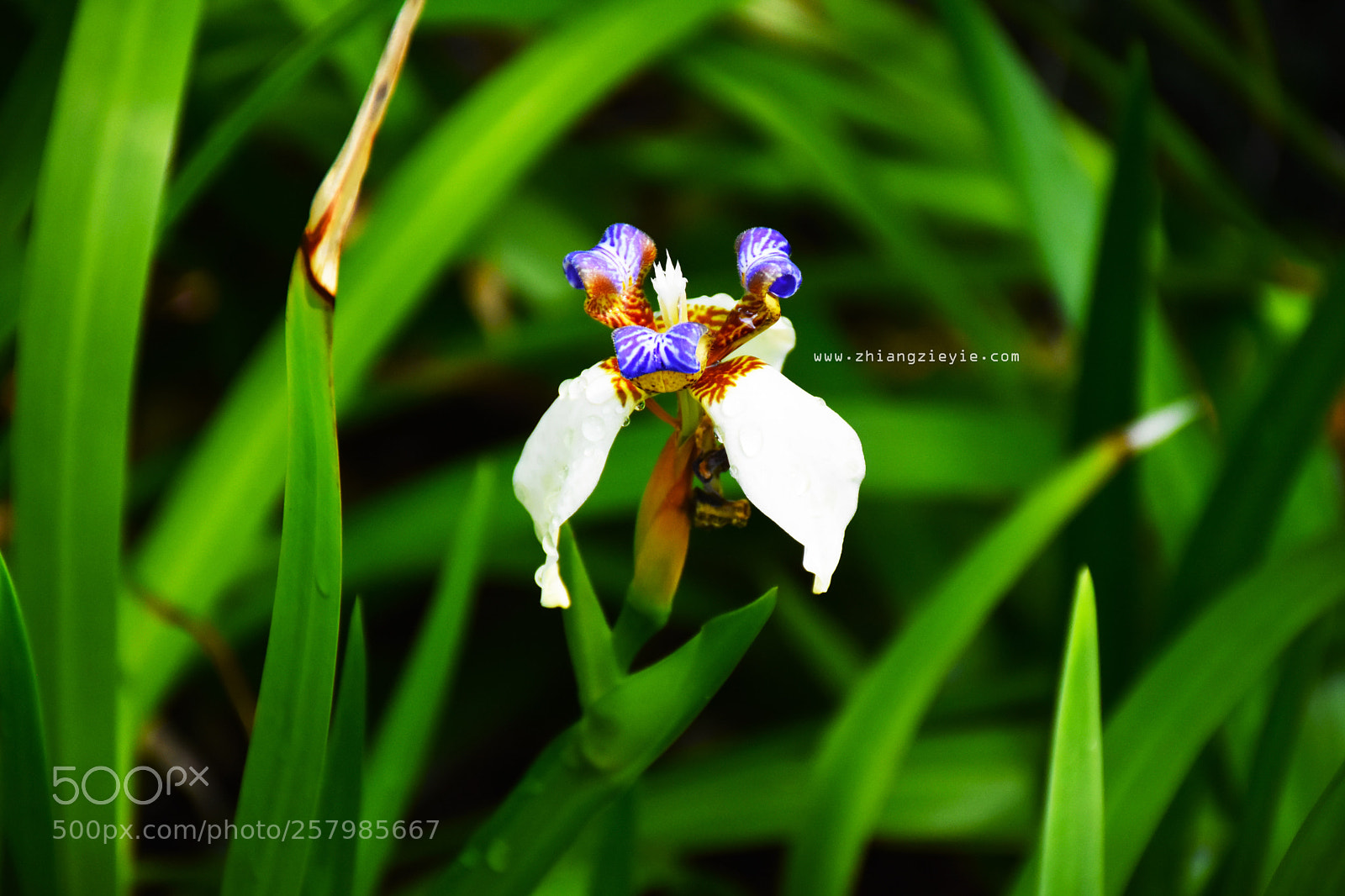 Nikon D7200 sample photo. Flower photography