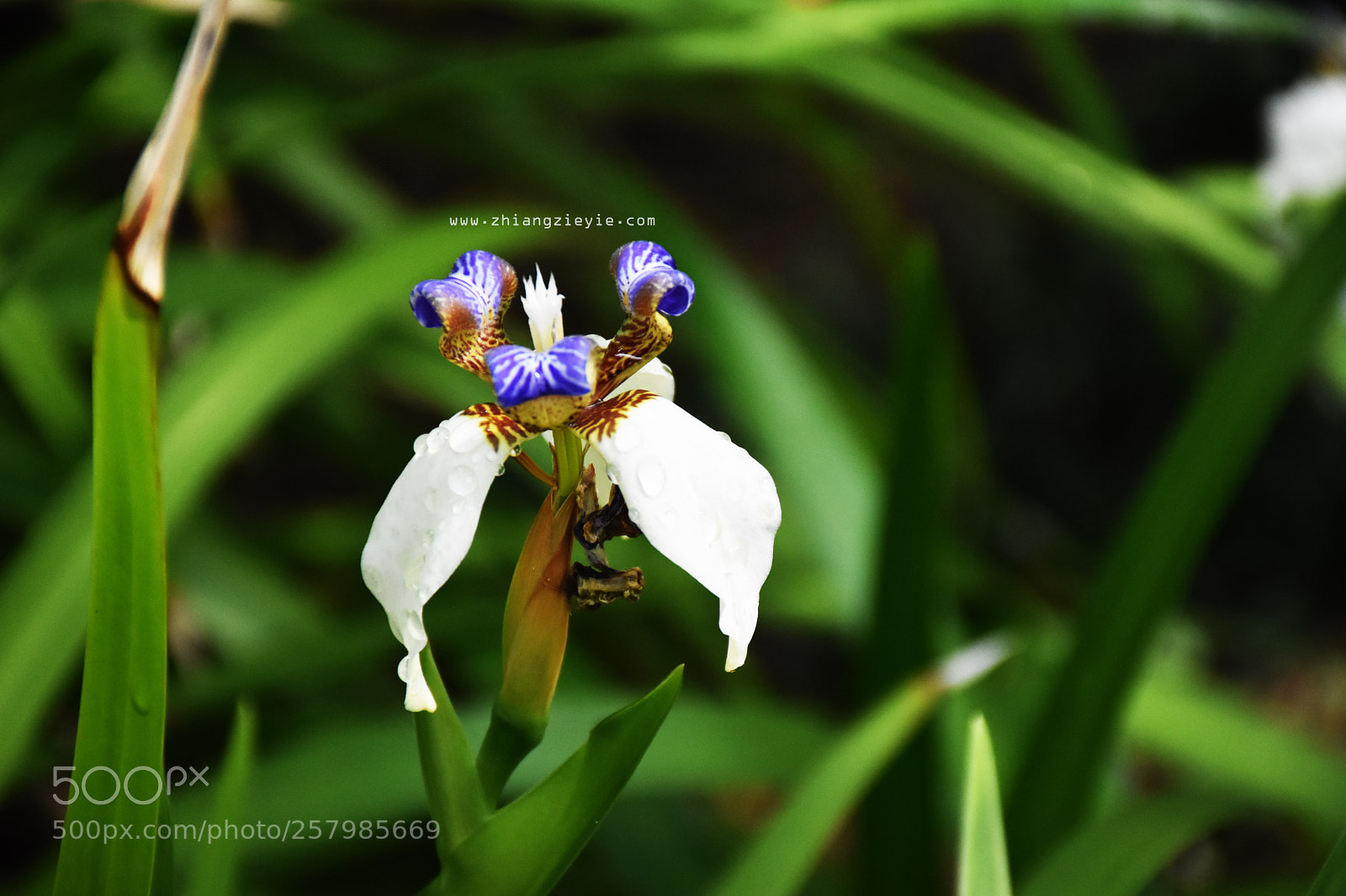 Nikon D7200 sample photo. Flower photography