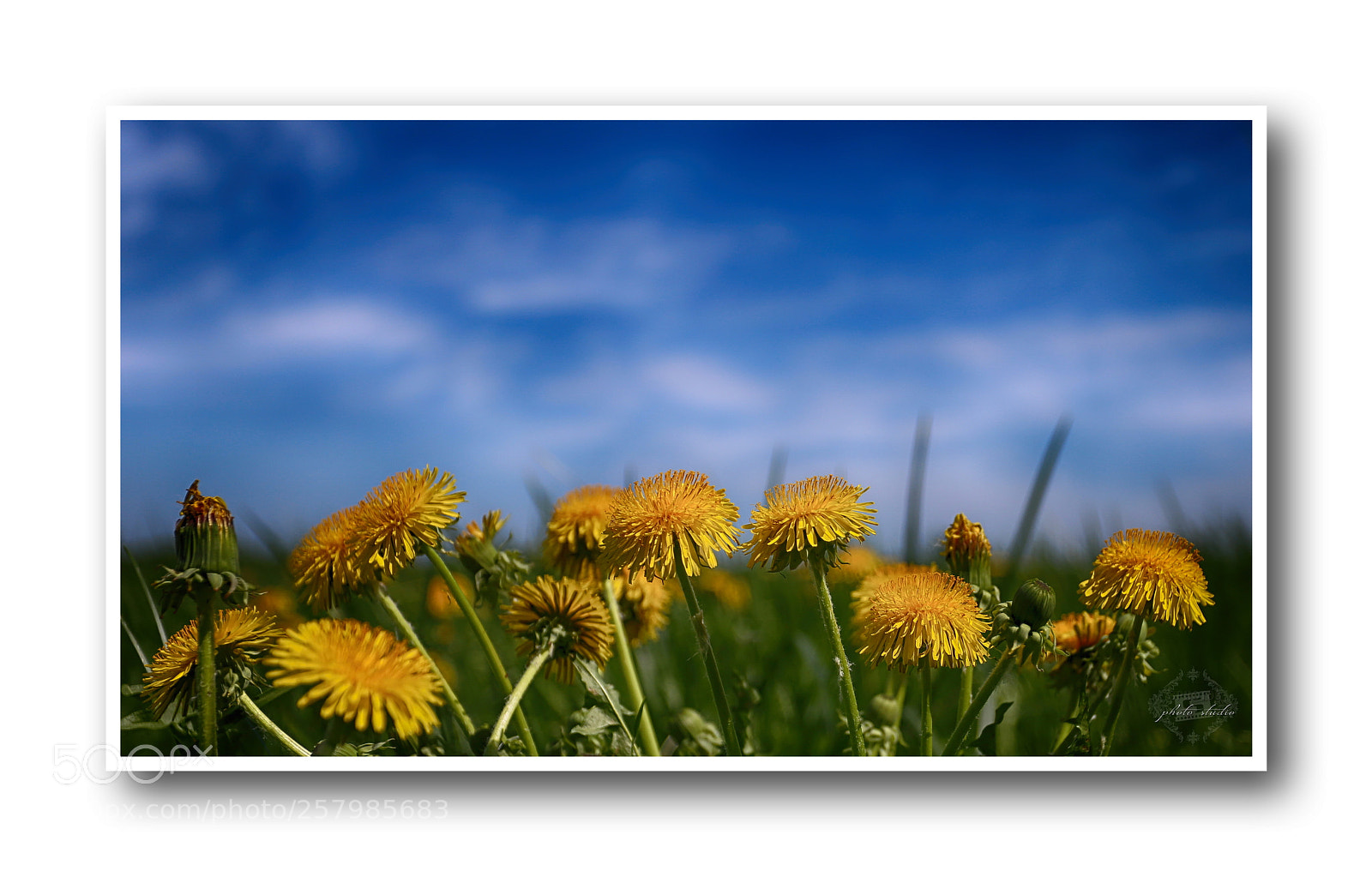 Canon EOS 6D sample photo. Dandelion meadow photography