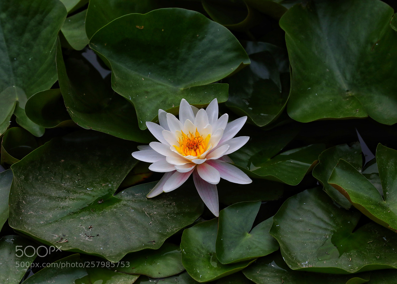 Canon EOS 5D Mark IV sample photo. 蓮花 photography