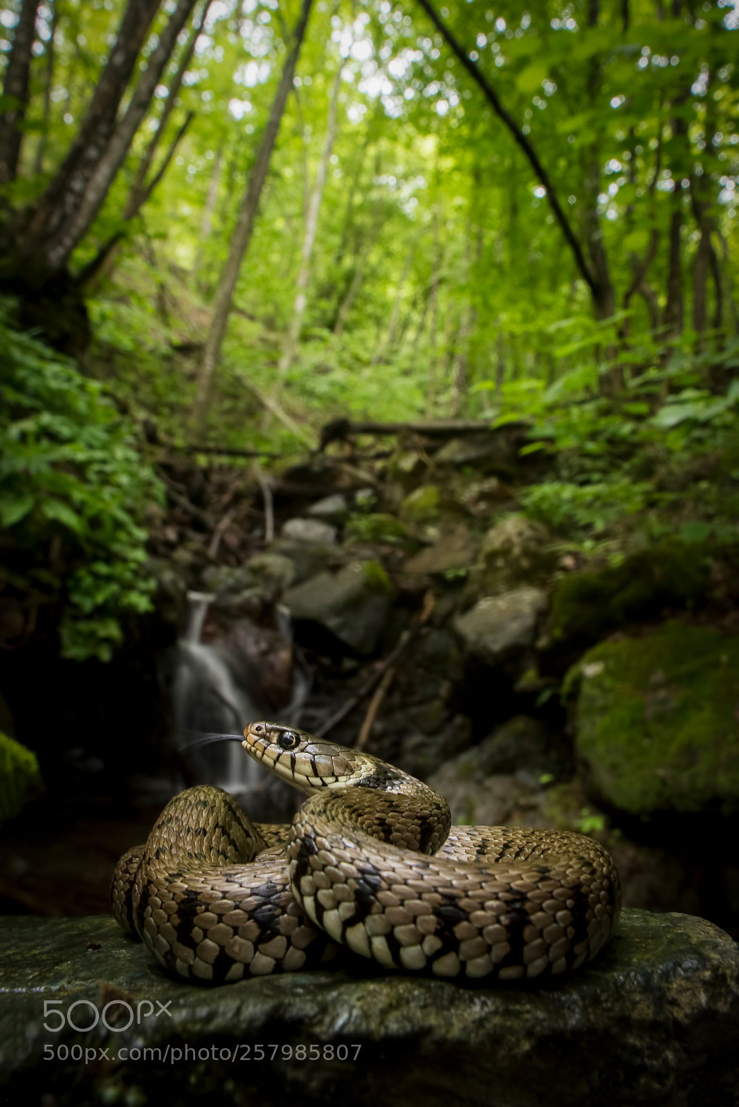 Nikon D750 sample photo. Natrix natrix photography