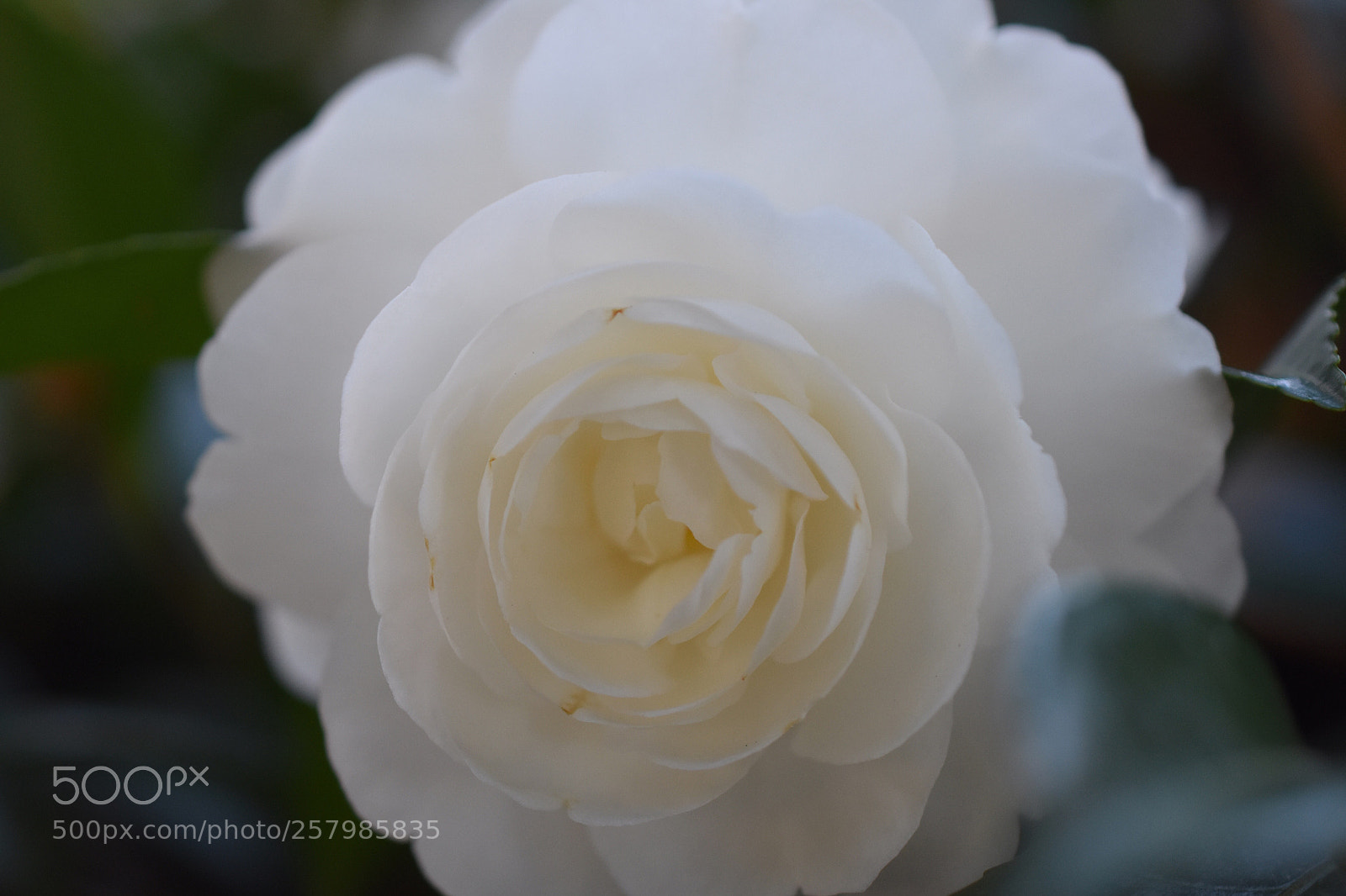 Nikon D3400 sample photo. Perfect floral circle photography