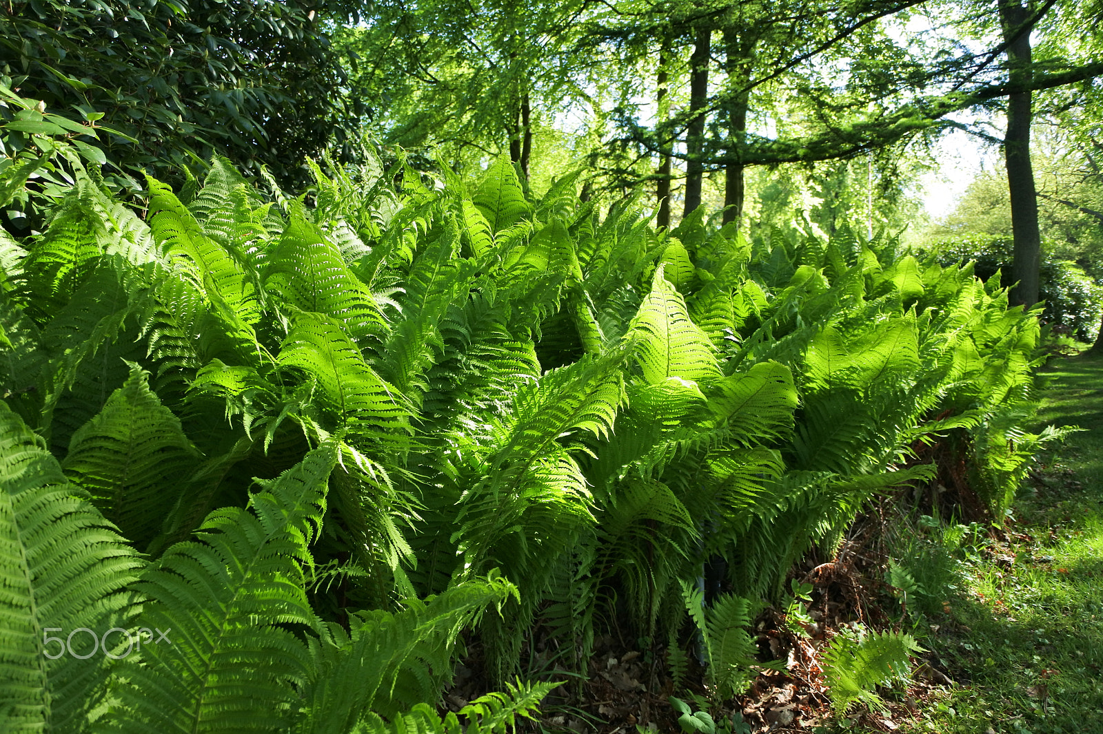 Nikon 1 J5 sample photo. All the greens photography
