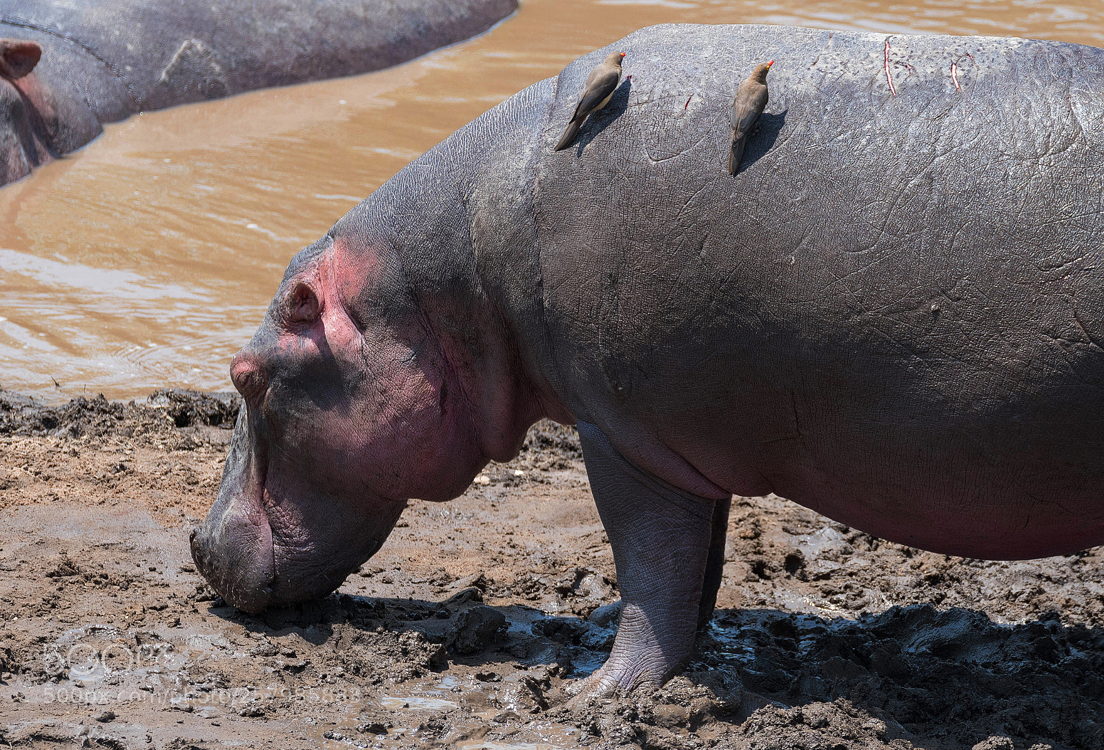 Nikon D500 sample photo. Hippo and red-billed ox photography
