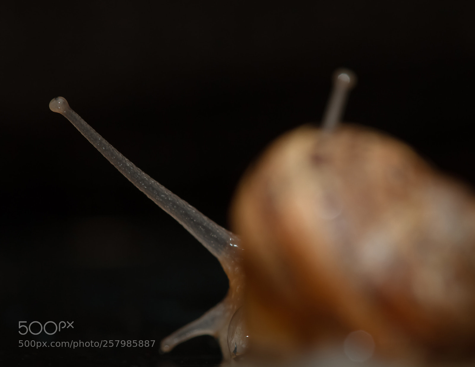 Canon EOS 7D sample photo. Escargot en low key  photography