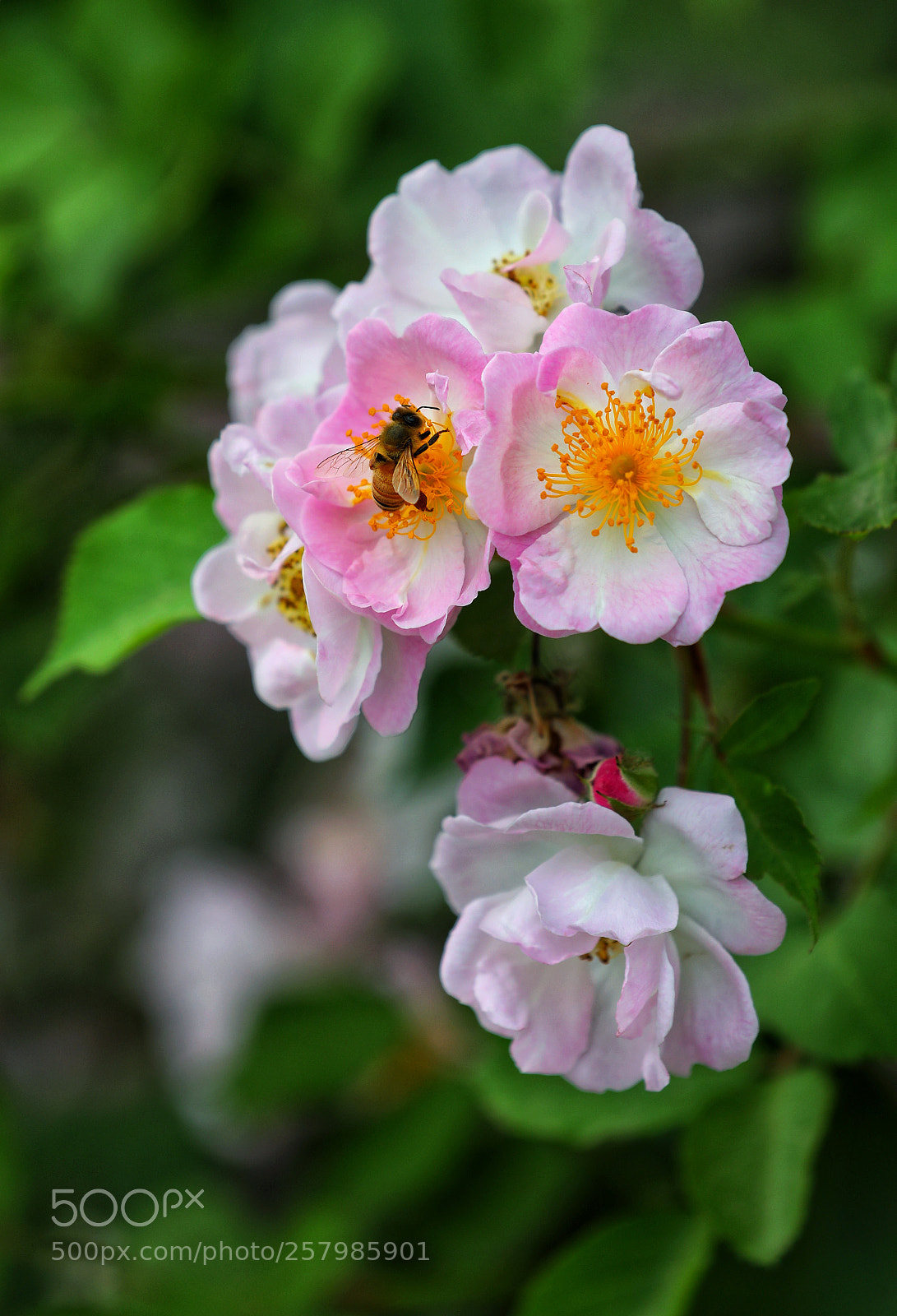 Canon EOS 5D Mark IV sample photo. 勤 photography
