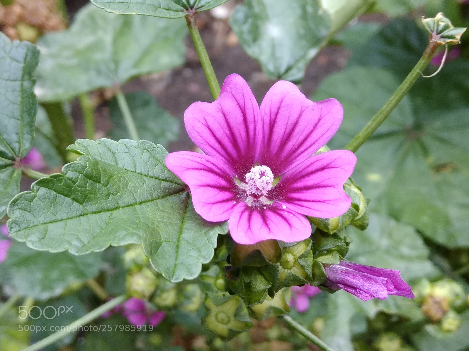 Xiaomi Redmi Note 4 sample photo. Spring at its peak photography