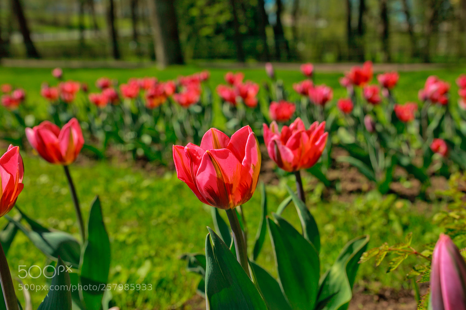 Canon EOS 5D Mark II sample photo. Tulip photography