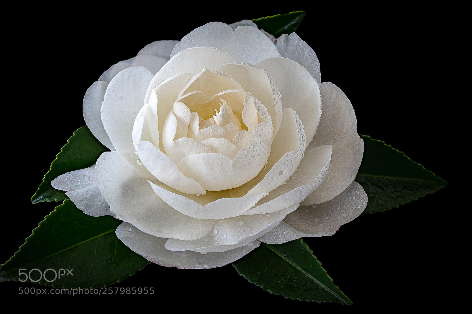 Sony a7R III sample photo. Camelia sasanqua photography