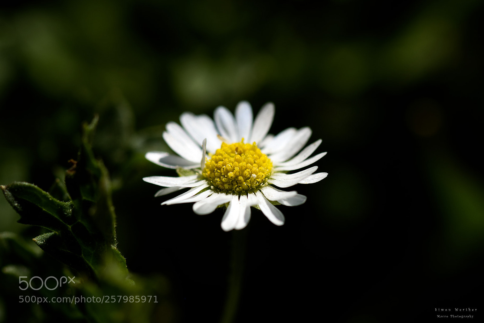 Nikon D5600 sample photo. Daisy photography
