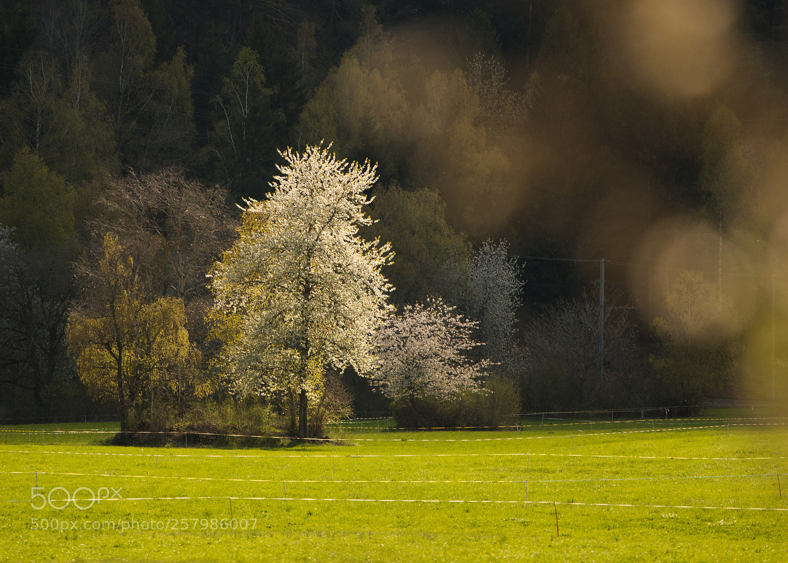 Canon EOS 70D sample photo. Springtime photography