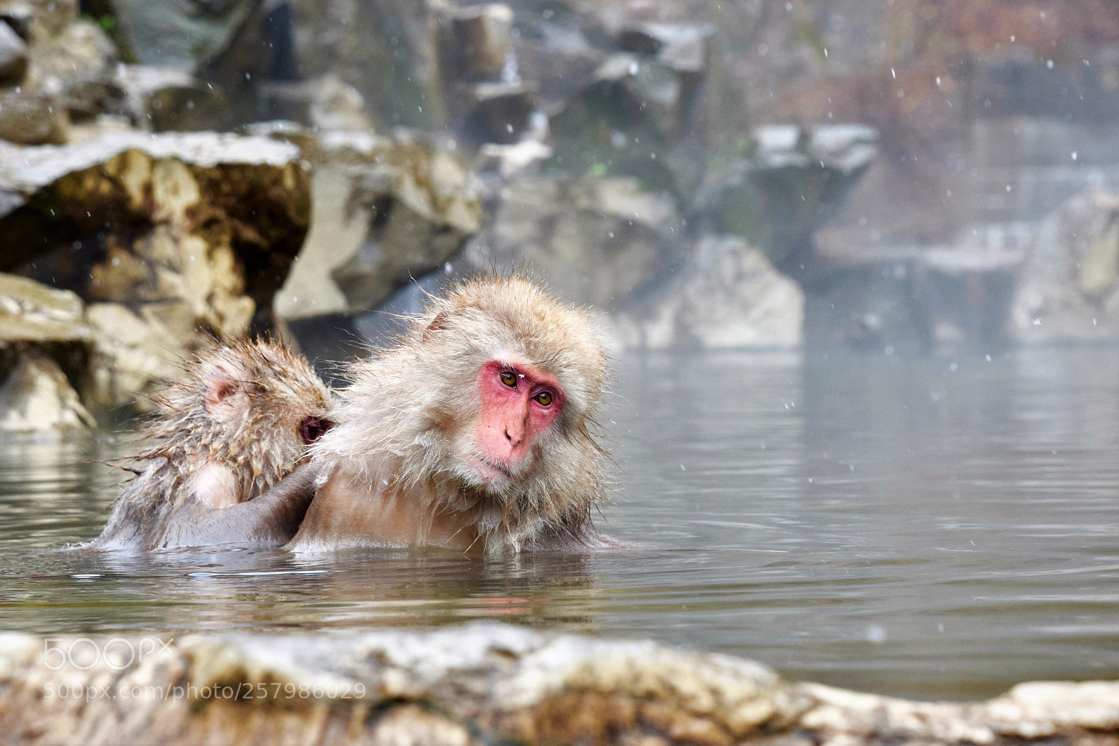 Nikon D5300 sample photo. Snow monkeys of japan photography
