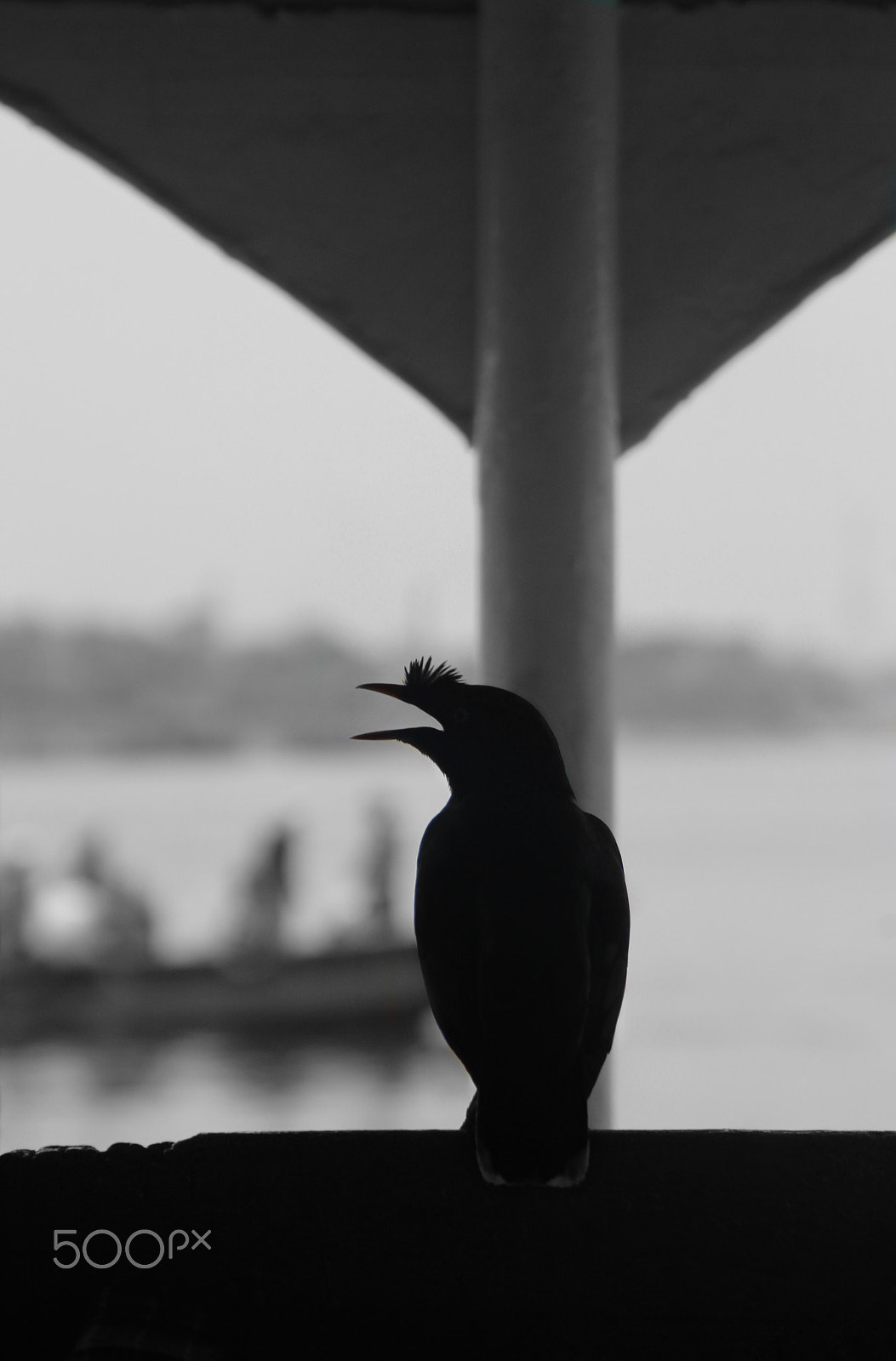 Canon EOS 1200D (EOS Rebel T5 / EOS Kiss X70 / EOS Hi) sample photo. Shalik_bird photography