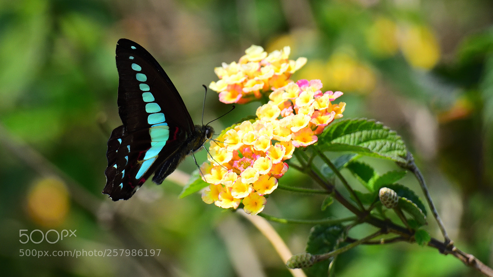 Nikon D750 sample photo. Spring photography