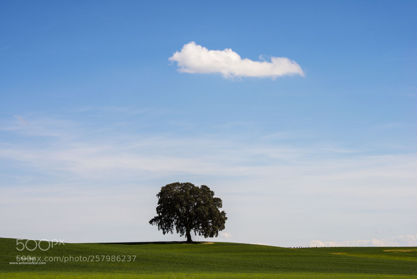 Nikon D800 sample photo. Encina quercus ilex y photography