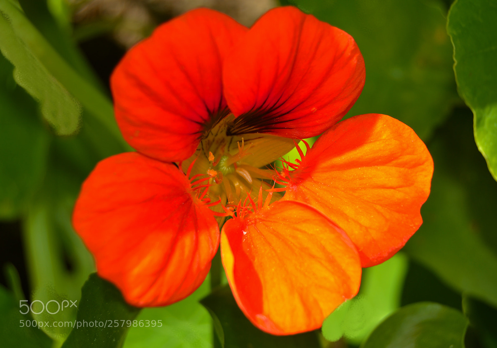 Nikon D3100 sample photo. Flor photography