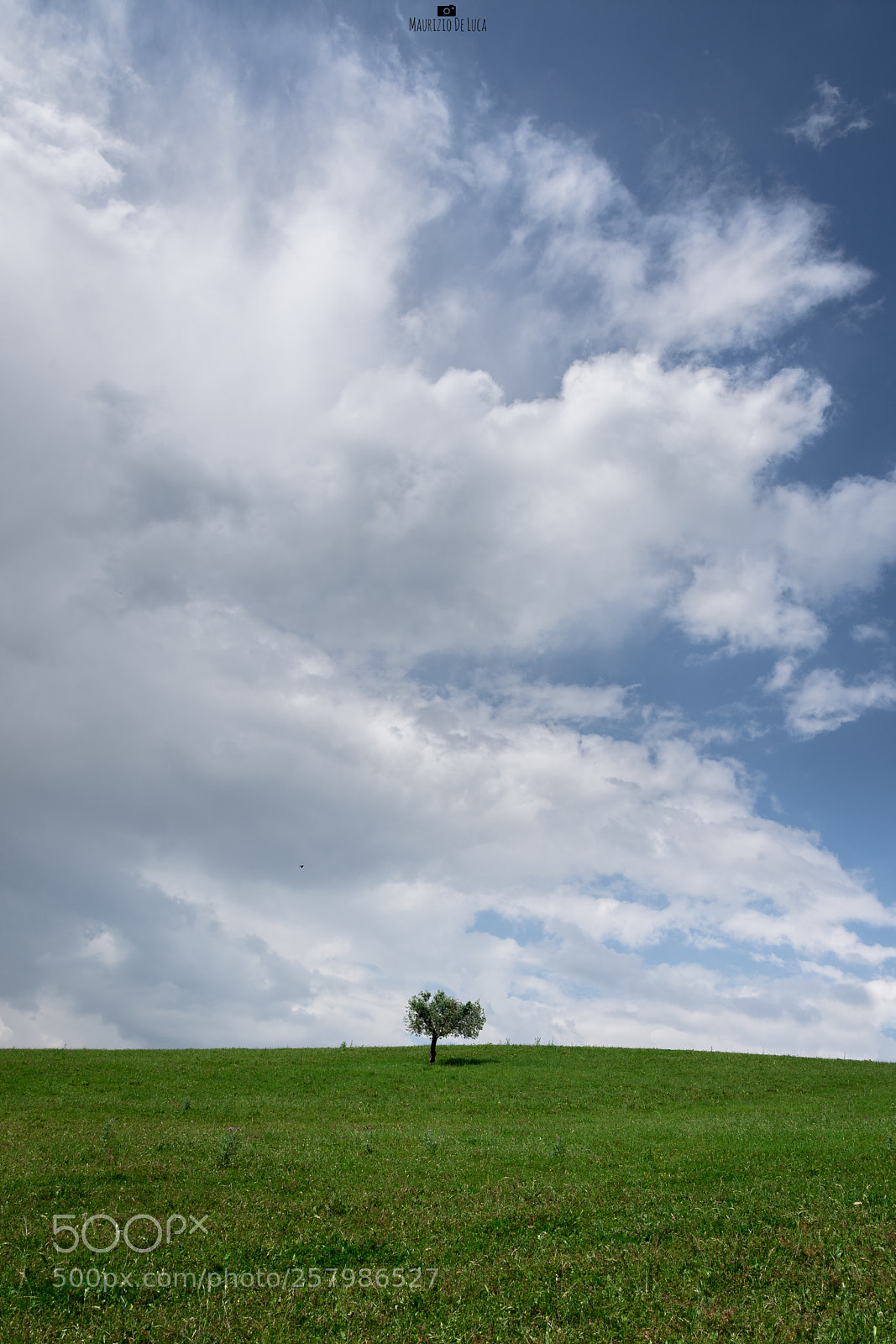 Nikon D7200 sample photo. A tree photography