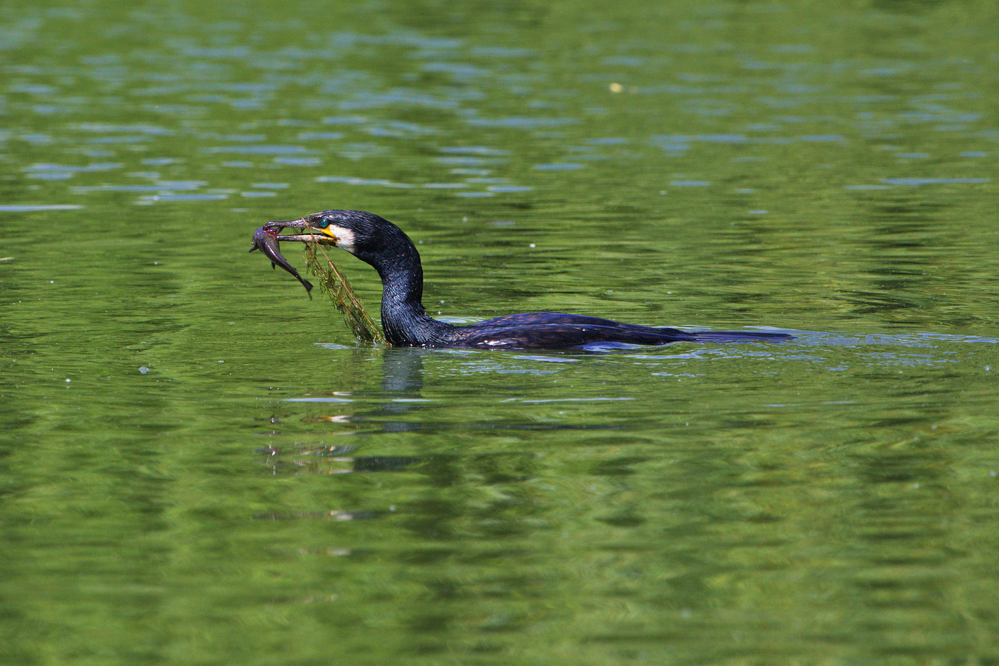 Canon EF 70-200mm F4L IS USM sample photo. Cormorant eating photography