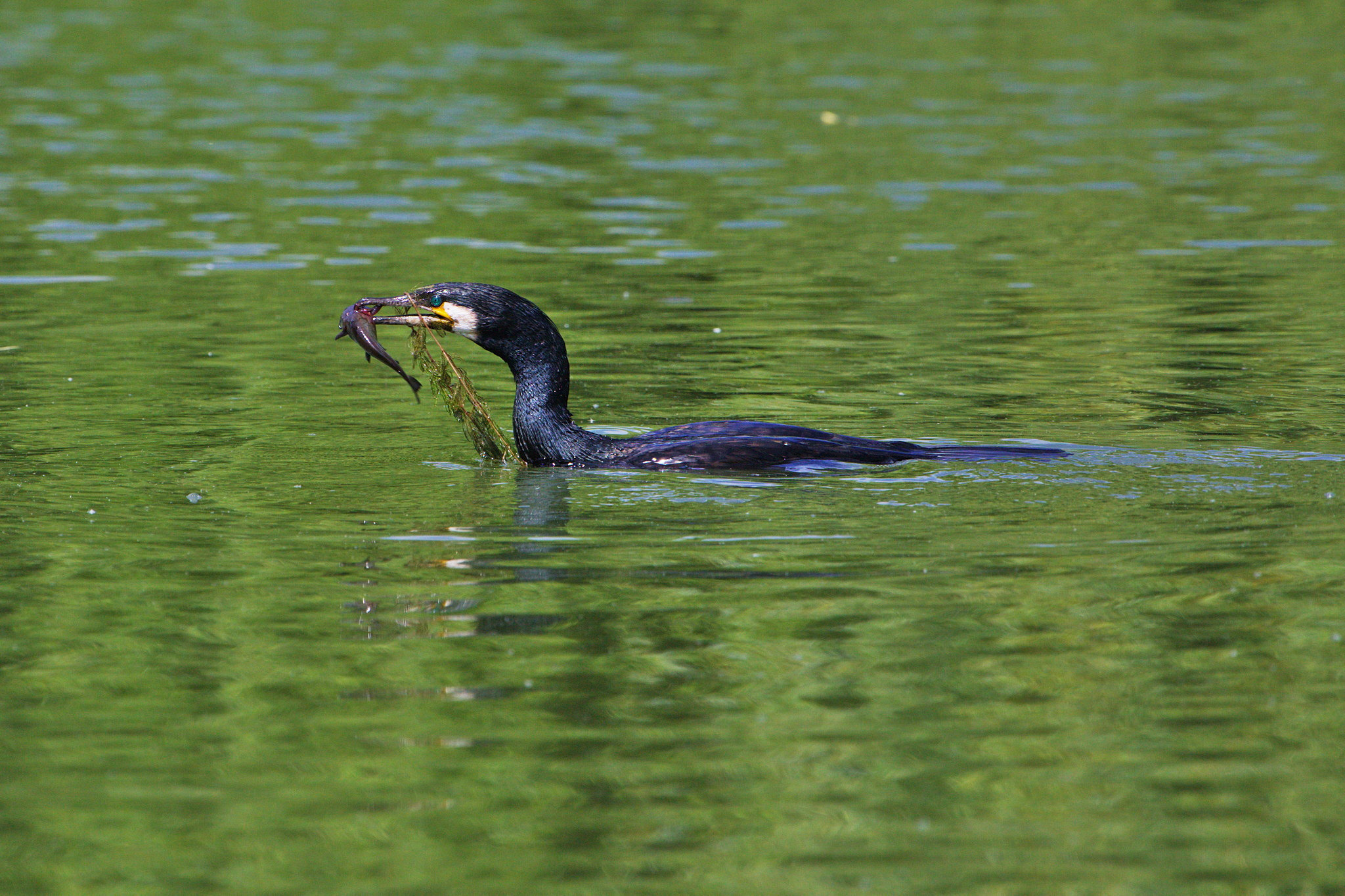 Canon EOS 6D + Canon EF 70-200mm F4L IS USM sample photo. Cormorant eating photography
