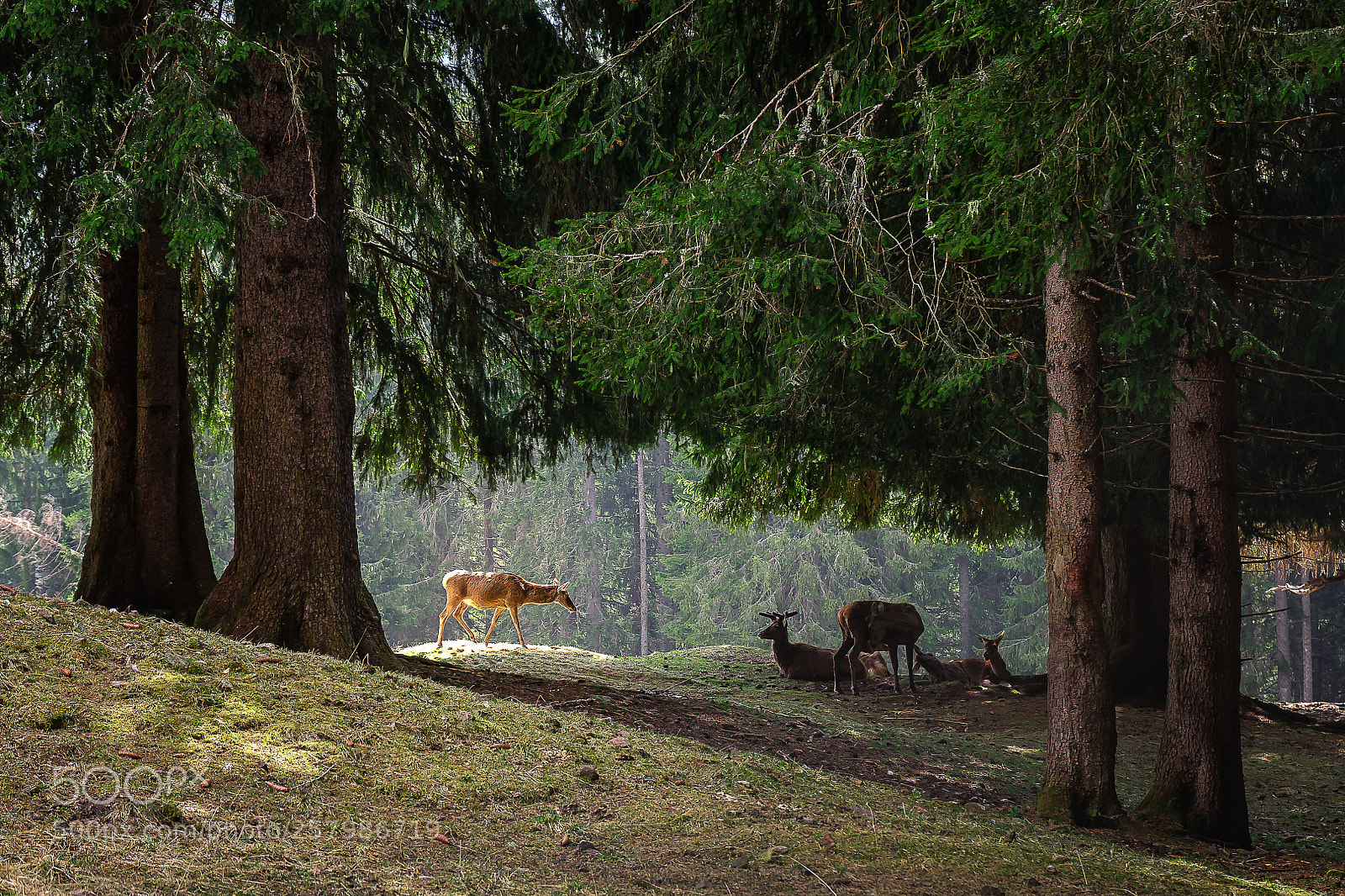 Sony a7 sample photo. Deer reserve photography