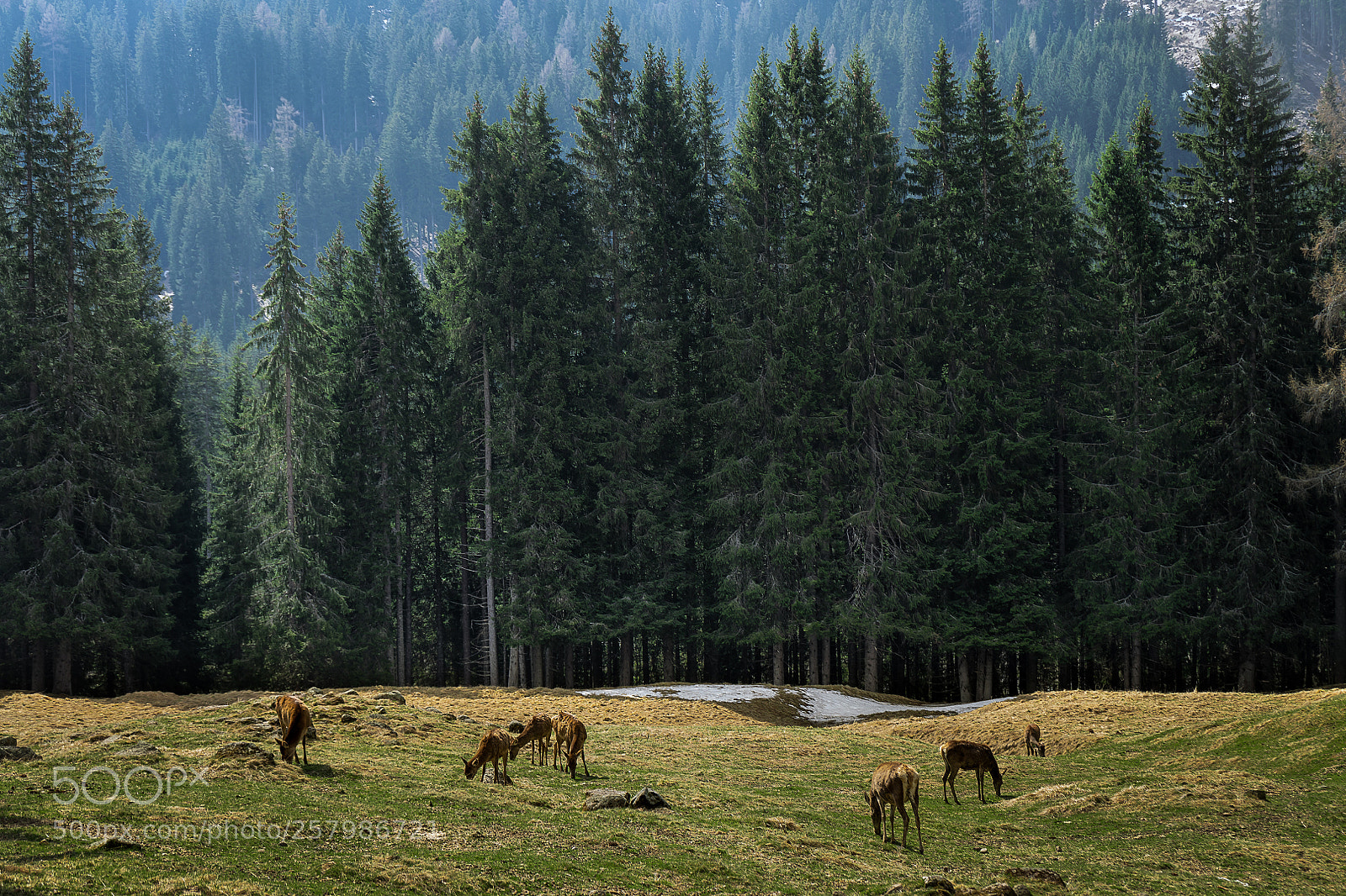 Sony a7 sample photo. Deer reserve photography