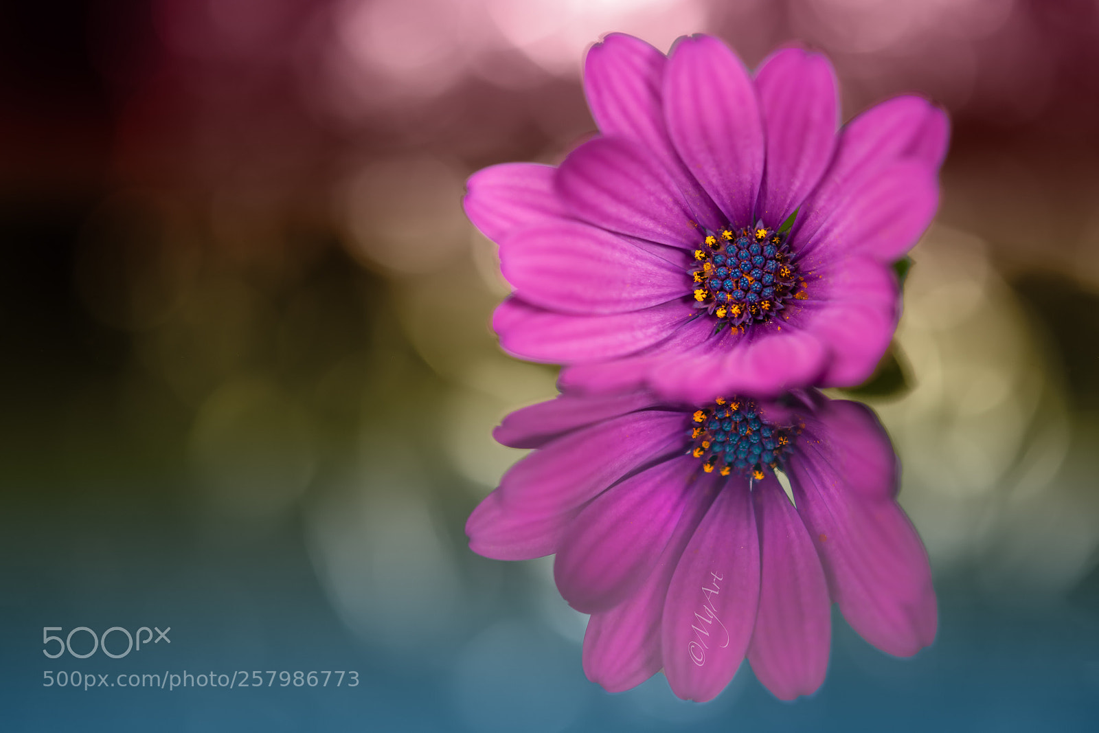 Nikon D300 sample photo. Color reflection photography