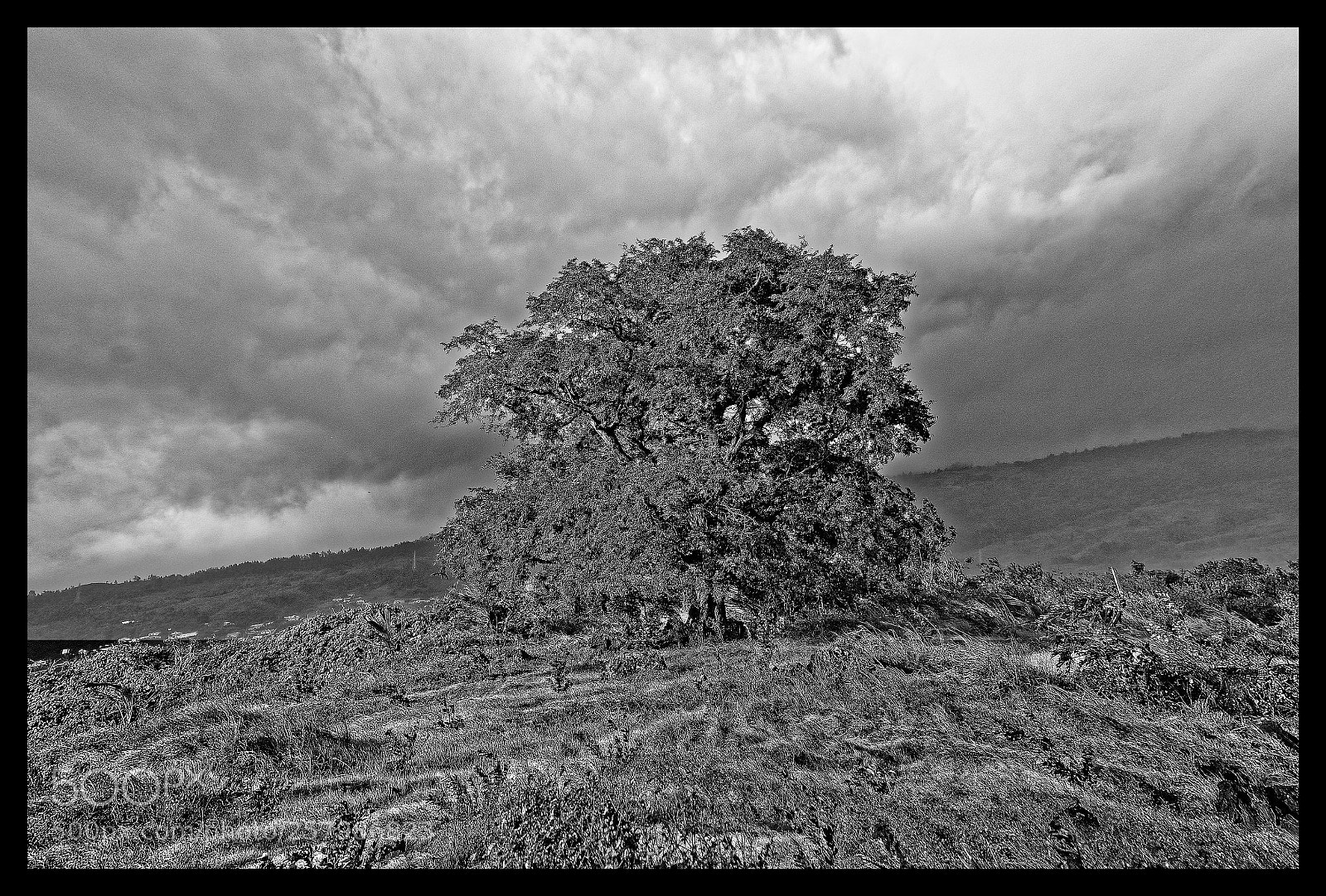 Nikon D7000 sample photo. Le vieux solitaire photography