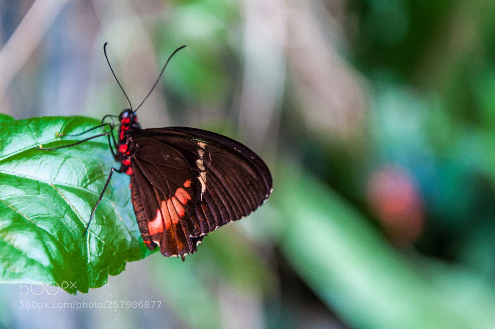 Nikon D90 sample photo. Butterfly photography