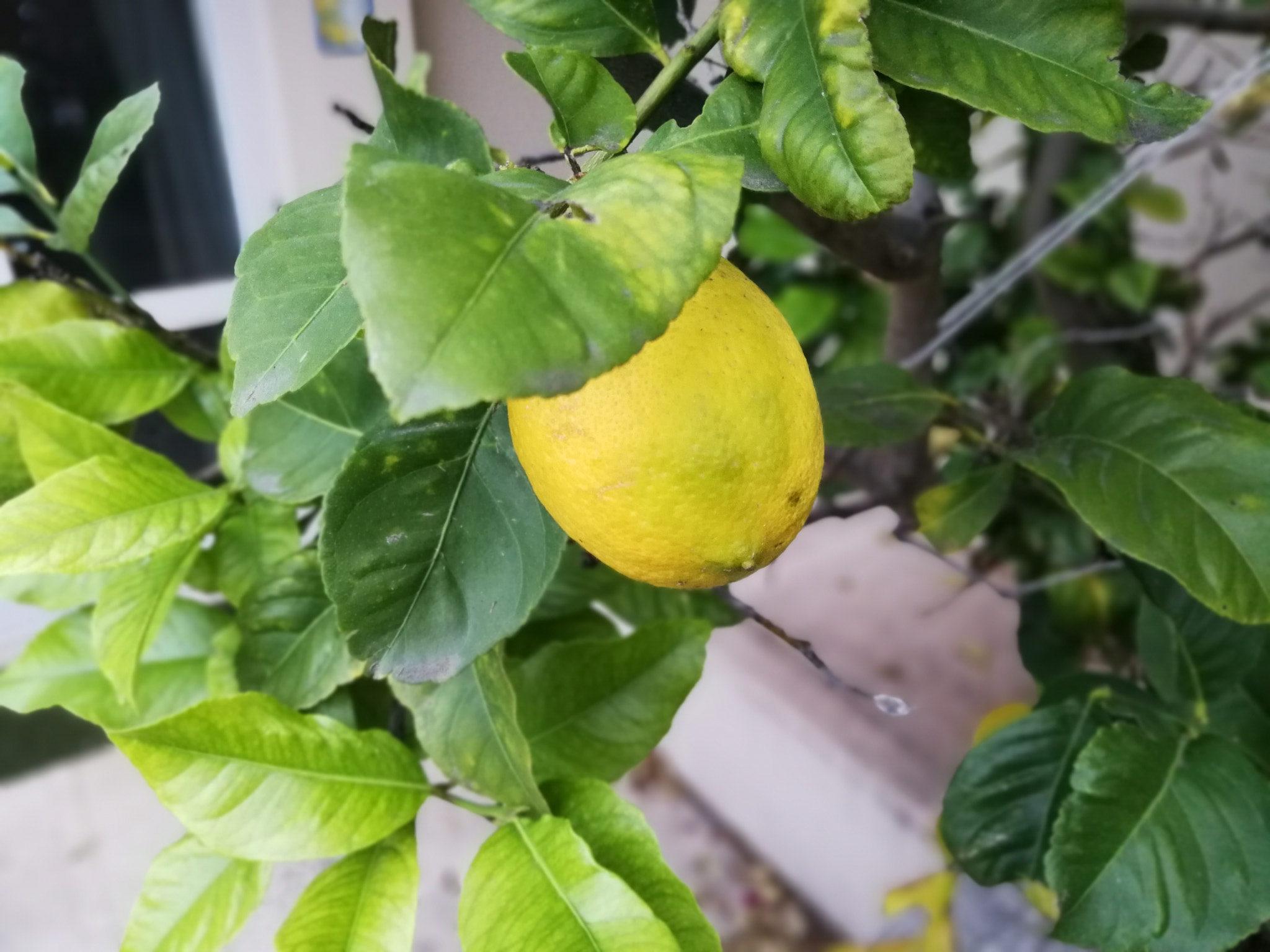 HUAWEI P10 Plus sample photo. Lemon tree photography