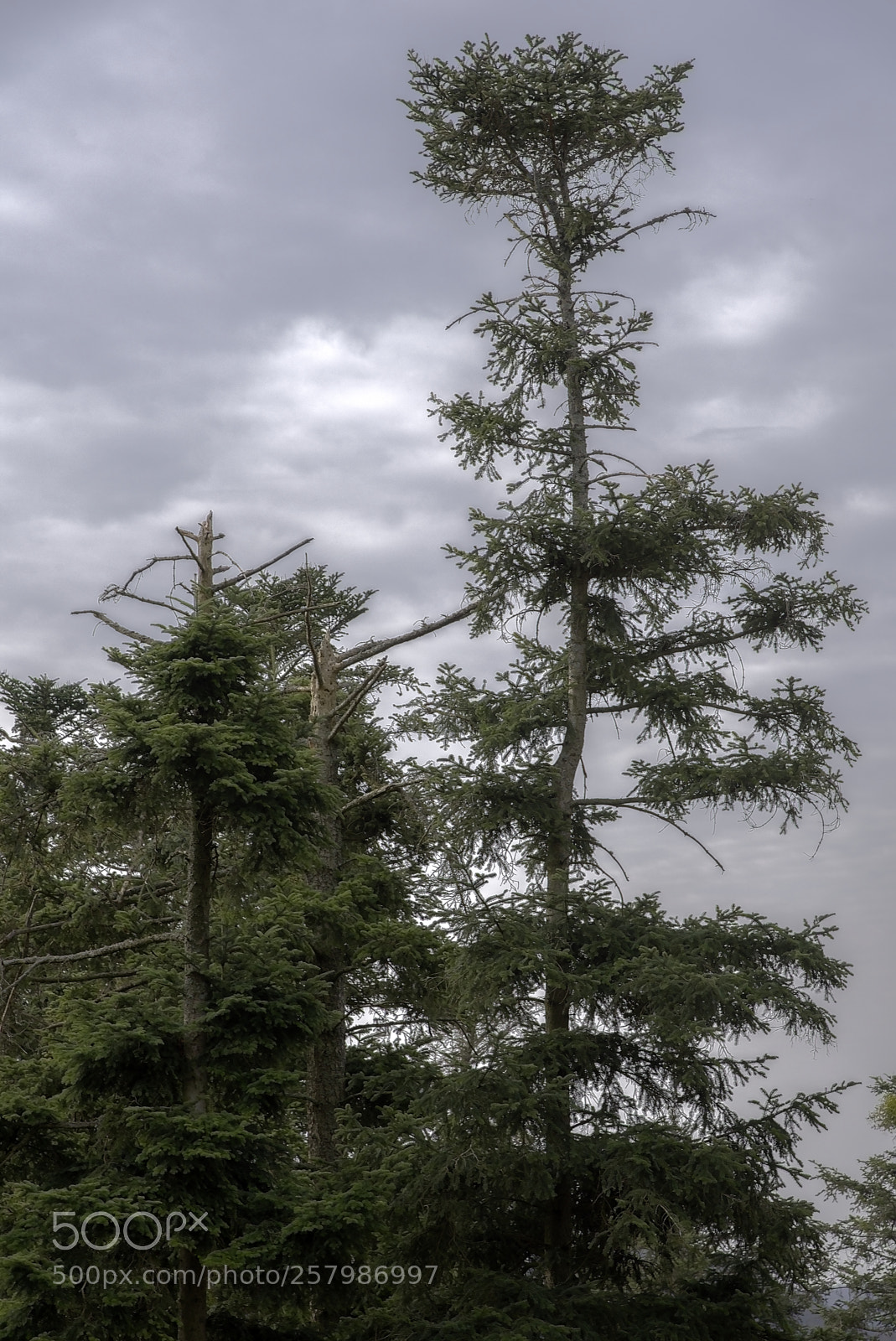 Nikon D750 sample photo. Tree31 photography