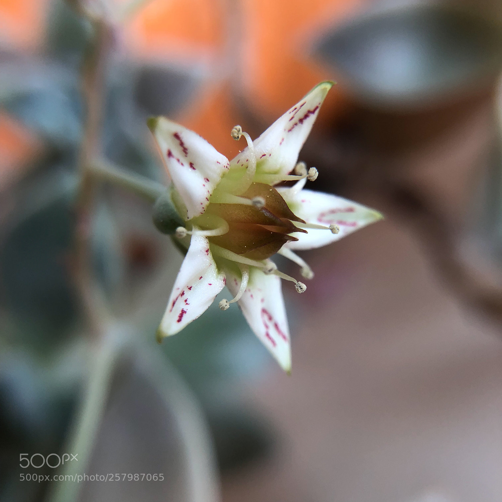 Apple iPhone X sample photo. Petite fleur en étoile photography