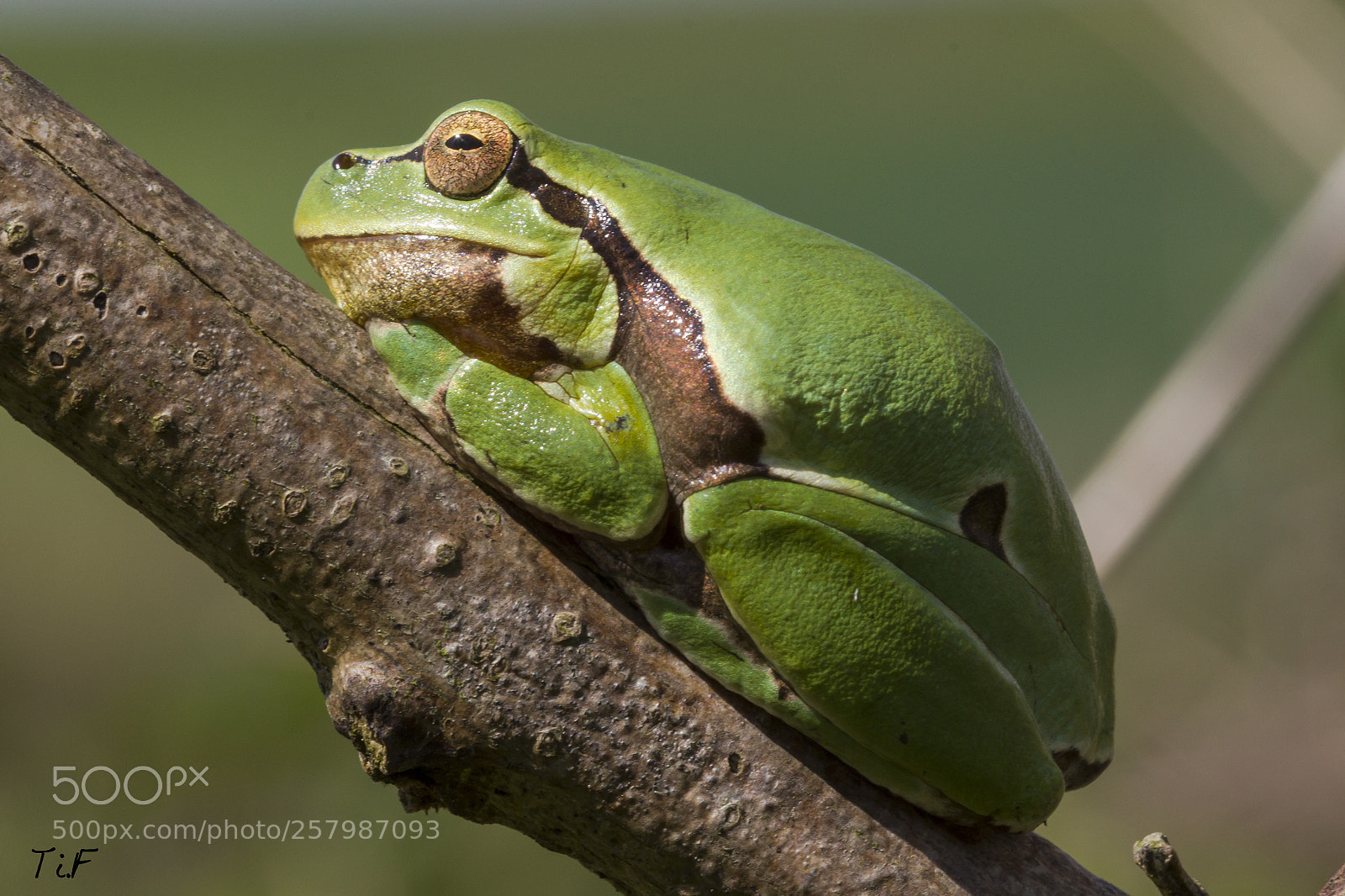 Canon EOS 550D (EOS Rebel T2i / EOS Kiss X4) sample photo. Tree frog photography